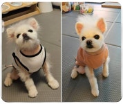 코코네 반려견 미용실