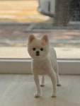 뽀송하댕