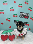 영광해피댕스애견샵