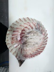 회바라기