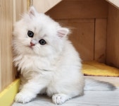 고양이카페 아이캣유