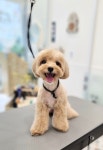 루체펫