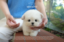 부산강아지분양 미유펫