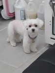 쁘띠댕댕 애견미용실
