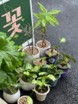 목화