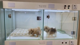 냥만스럽개