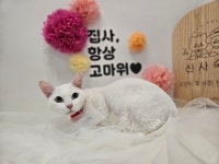 신사숙묘
