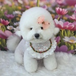 하멍 애견미용실