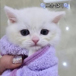 퍼피캣 강아지 고양이 대구경산점
