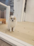 럽독 LUVDOG
