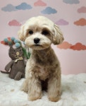 럽독 LUVDOG