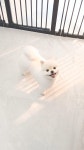 이뿌개