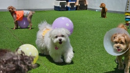 소소하개 애견유치원 애견호텔