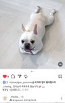 더도그