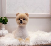 더도그