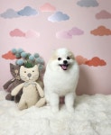럽독 LUVDOG