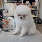 서산탑애견미용학원