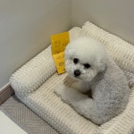 소소하개 애견유치원 애견호텔