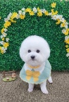 이쁘개 애견미용 애견호텔