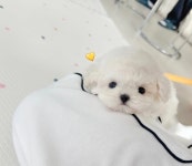 멍그레 부평점
