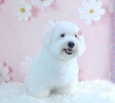 소중하개 펫살롱