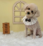 까끄숑 애견 미용실