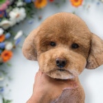 몽대디강아지미용실