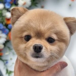 몽대디강아지미용실