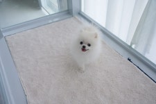 베벌리도그 애견호텔