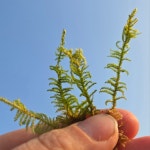 오아시스 이끼 농장