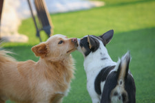 저스트도그 기업도시점