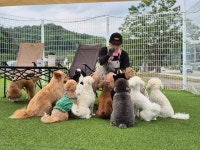 저스트도그 기업도시점