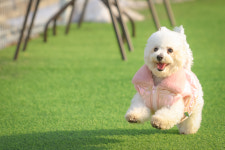 저스트도그 기업도시점