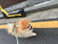 멍그니엘 애견호텔 서울강동점