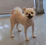 냥이댕이