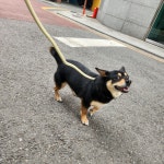 멍그니엘 애견호텔 서울강동점