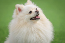 저스트도그 기업도시점