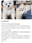 도그메리트 강아지 의정부점