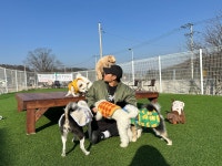 저스트도그 기업도시점