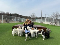 저스트도그 기업도시점