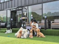 저스트도그 기업도시점