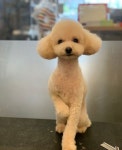 멍멍이미용실