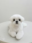 아토몽