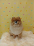 그루밍온