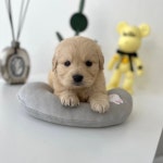 마이펫강아지분양고양이분양 대구점