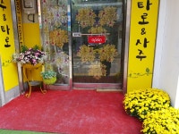 골든트리 타로사주