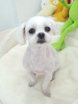멍컷