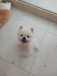 깔끔하개