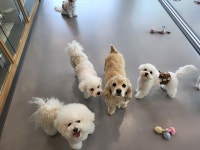 옐레드 애견유치원&애견호텔 고양덕은점