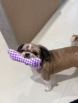 리리디라디독